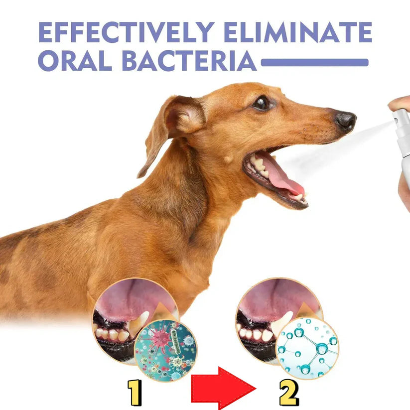 ANNRANIC™ 🍃No-Brushing Oral Care Spray for Dogs & Cats